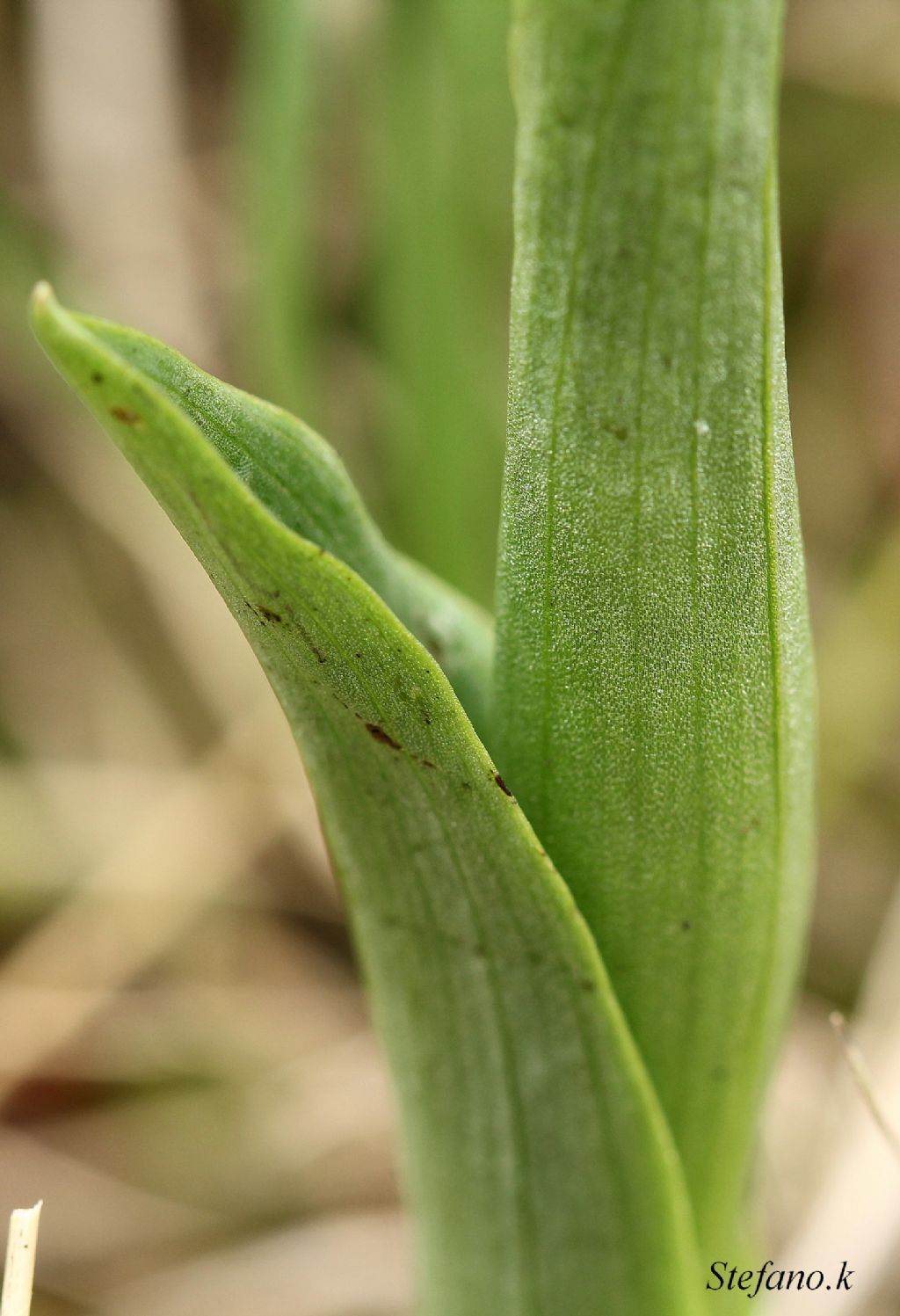 Da identificare ! Anacamptis morio